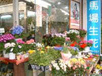 馬場生花