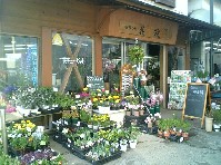 花政